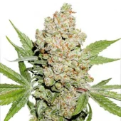 Auto Lemon Kix autofem (Dutch Passion), Нидерланды