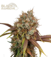 Black Raimbow fem (Seed Stockers), США