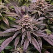 Orange Bud 2.0 fem (Dutch Passion), Нидерланды